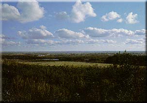 Cumulus Clouds